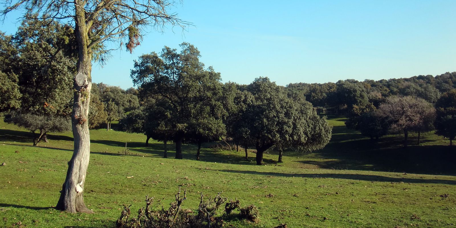 Los árboles de la bellota | Jamon Iberico - La Bellota - Blog